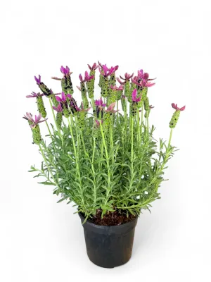 Lavandula Stoechas &quot;Lavender&quot; 14cm Pot