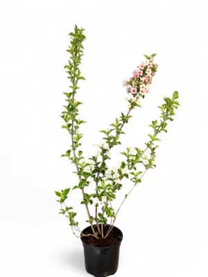 Weigela Florida &quot;Nana Variegata&quot; 16.5cm Pot
