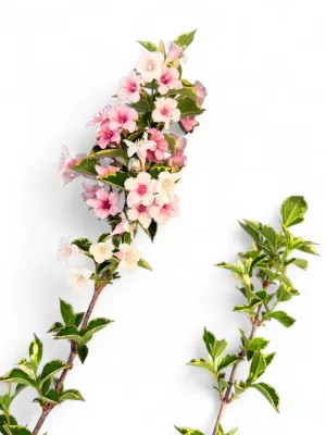 Weigela Florida "Nana Variegata Weigela" 16.5cmPot