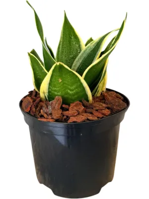 Sanseviera Hahnii Black Star &quot;Birds Nest Snake Plant&quot; 15cm Pot