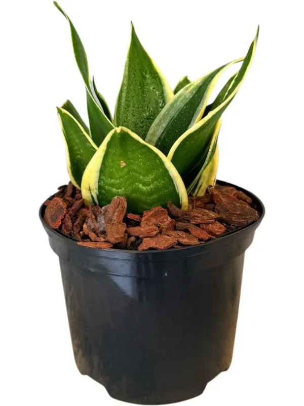 Sanseviera Hahnii Black Star &quot;Birds Nest Snake Plant&quot; 15cm Pot