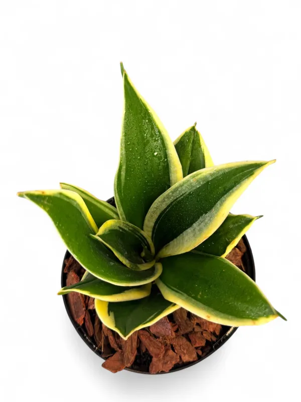 Sanseviera Hahnii Black Star "Birds Nest Snake Plant" 15cmPot