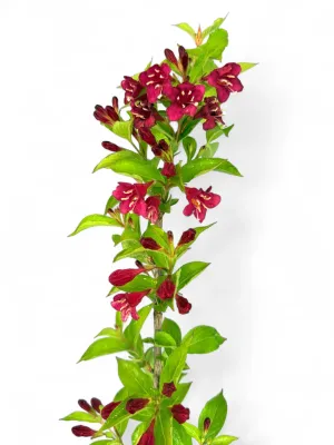 Weigela Florida "Kaunis Weigela" 16.5cmPot