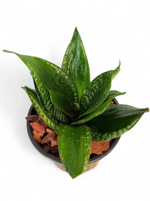 Sanseviera Trifasciata "Dwarf Whitney Snake Plant" 15cmPot