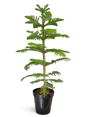 Araucaria Heterophylla &quot;Norfolk Island Pine&quot; 30cm Pot