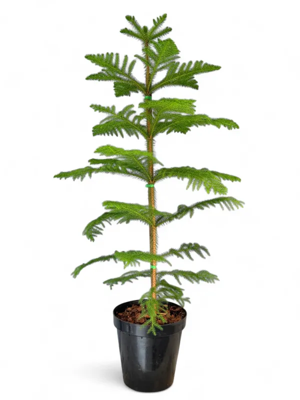 Araucaria Heterophylla &quot;Norfolk Island Pine&quot; 30cm Pot