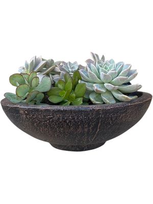 Pradia Cactus and Succulent Bowl Mecca Brown Finish - H220mm x W410mm - 8kg