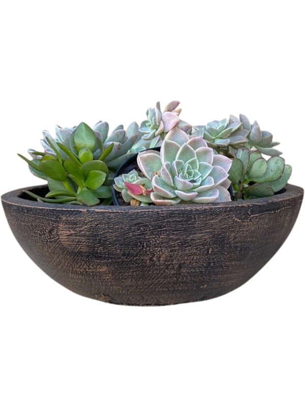 Crassula &amp; Cactus Pot Large Mecca Brown Finish - H104mm x W440mm -  8 kg
