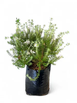 Westringia Brevifolia White Ball 10Liter