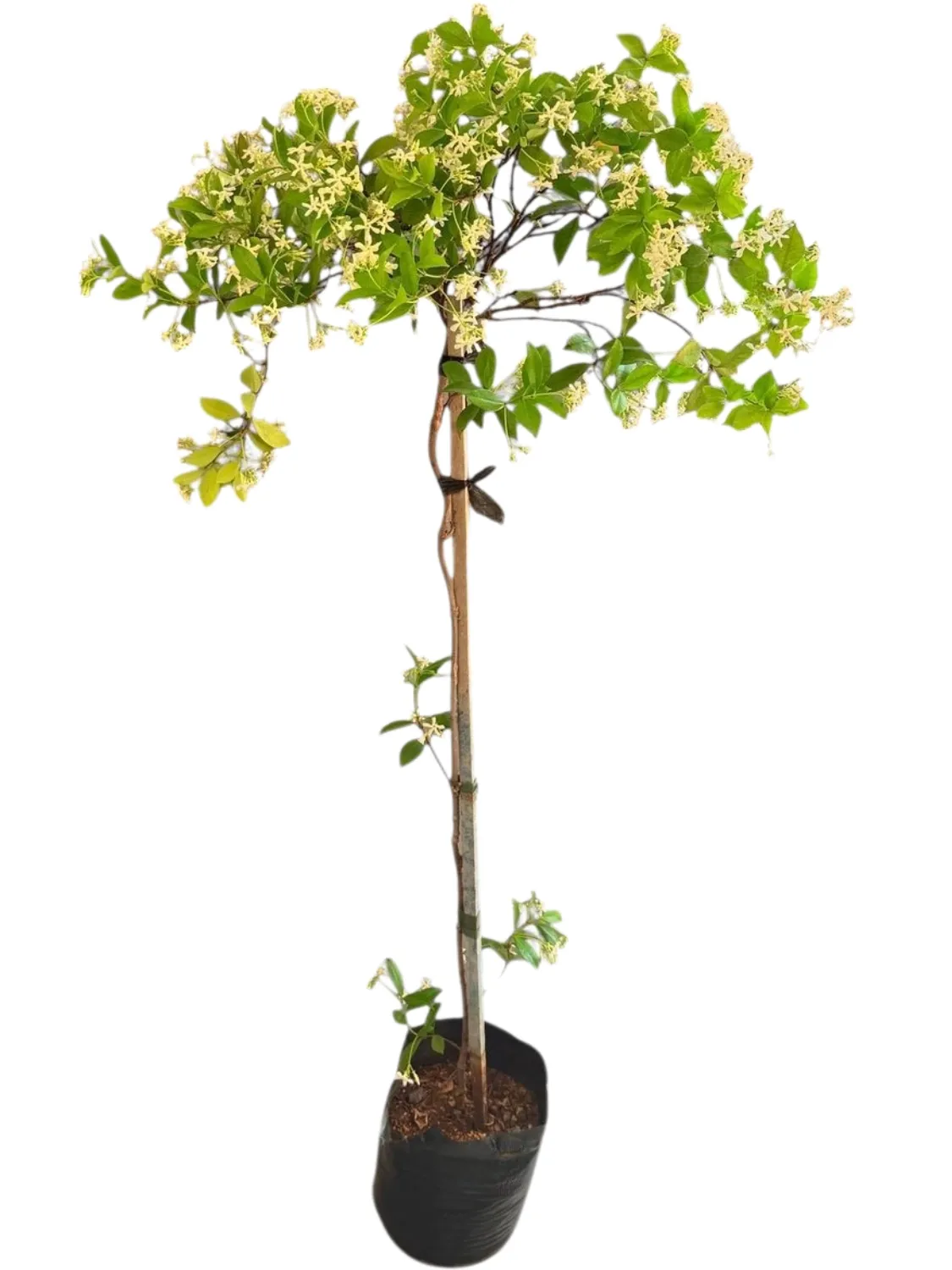 Trachelospermum Jasminoides - Star Jasmine - Standard 10 Liter