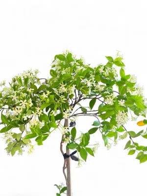 Trachelospermum Jasminoides  "Star Jasmine" Standard 10Liter