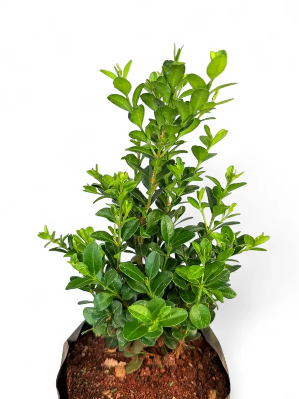 Buxus Faulkner "Faulkner Boxwood" 2.5Liter