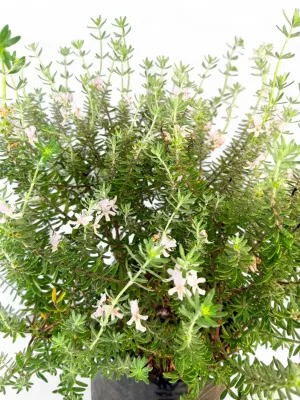 Westringia Brevifolia White Ball "Coastel Rosemary" 10Liter