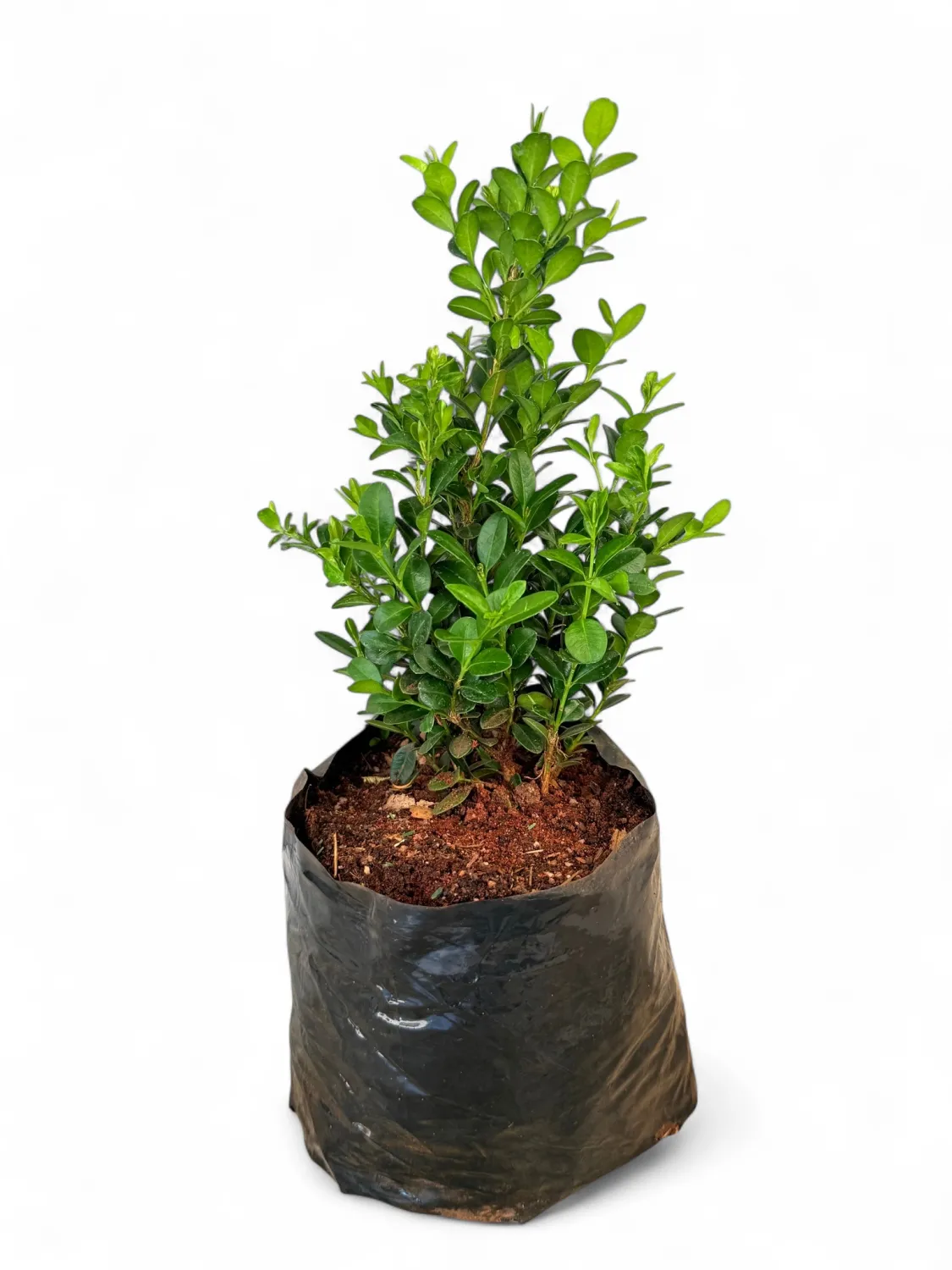 Buxus Faulkner 2.5L