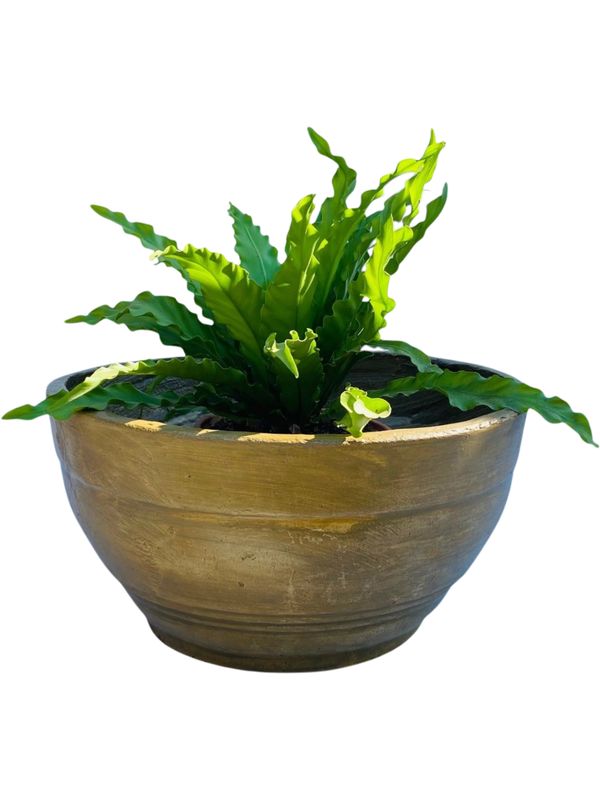 Concrete Bowl Round Antique Amber Finish - H220mm x W460mm - 11kg