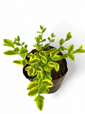 Ligustrum Ovalifolium "Golden Privet" 2Liter
