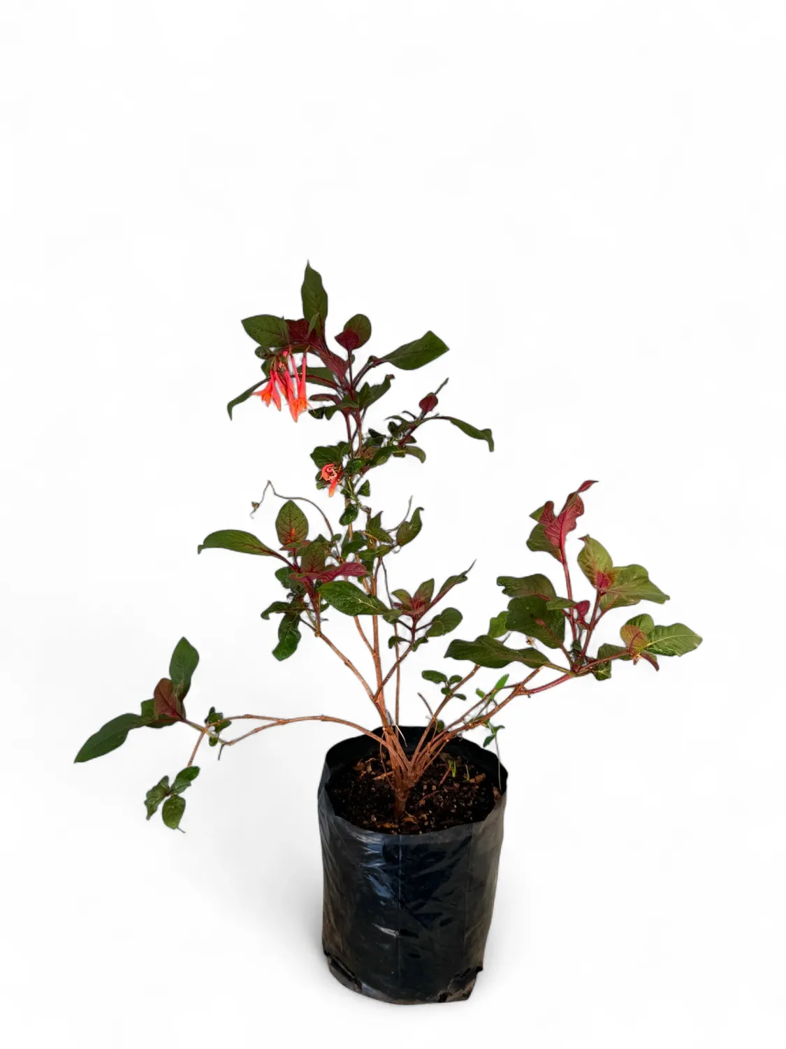 Fuchsia Triphylla 5 Liter