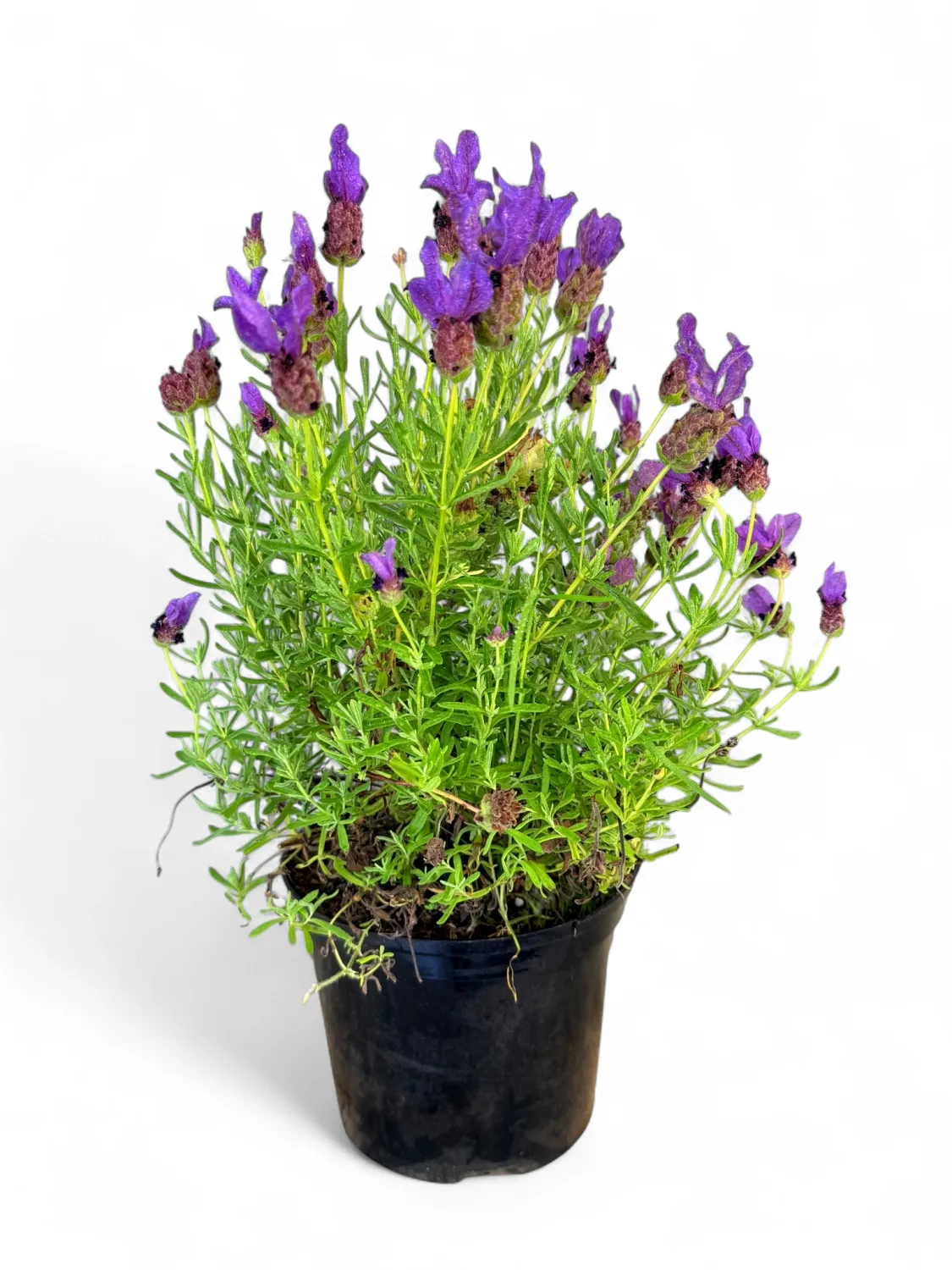 Lavandula Stoechas &quot;Lavender&quot; 15cm Pot