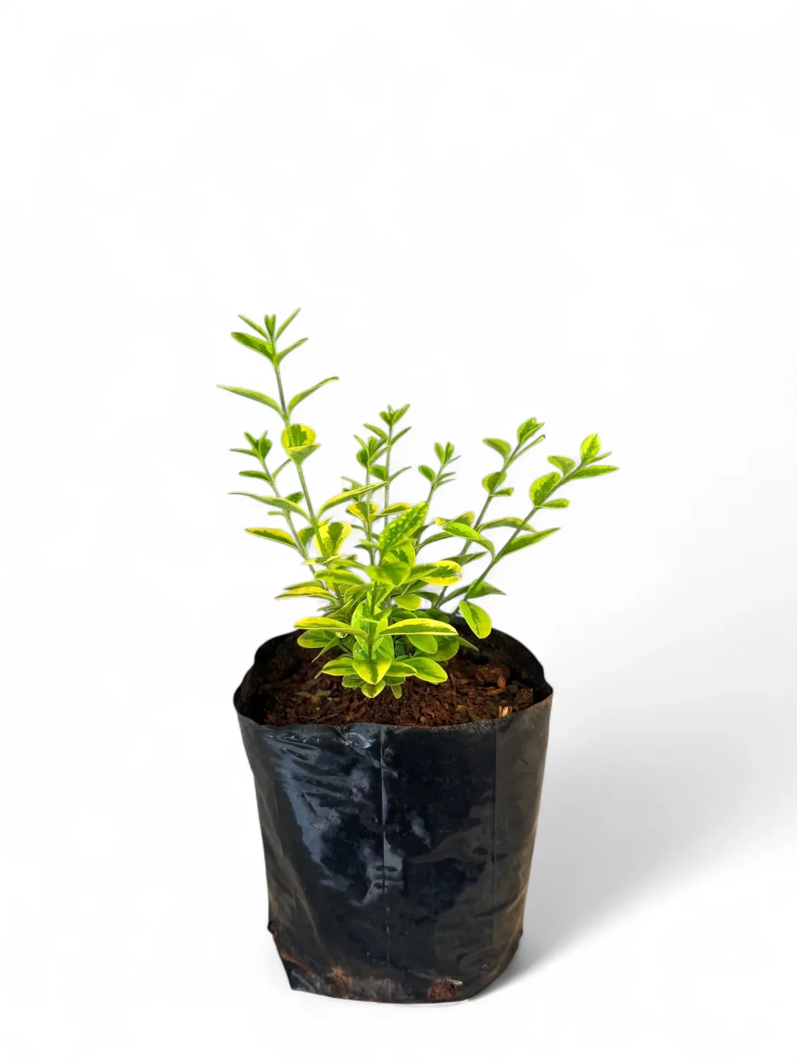 Golden Privet 2 Liter