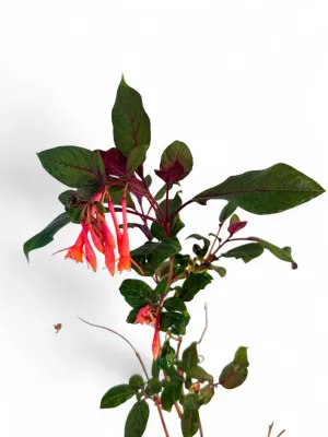 Fuchsia Triphylla "Firecracker Fuchsia" 5Liter