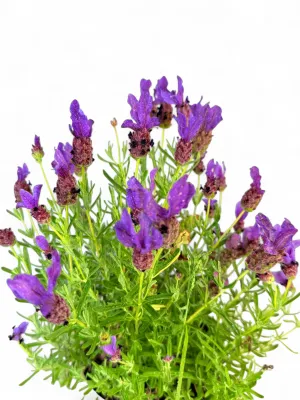 Lavandula Stoechas "French Lavender" 15cm Pot