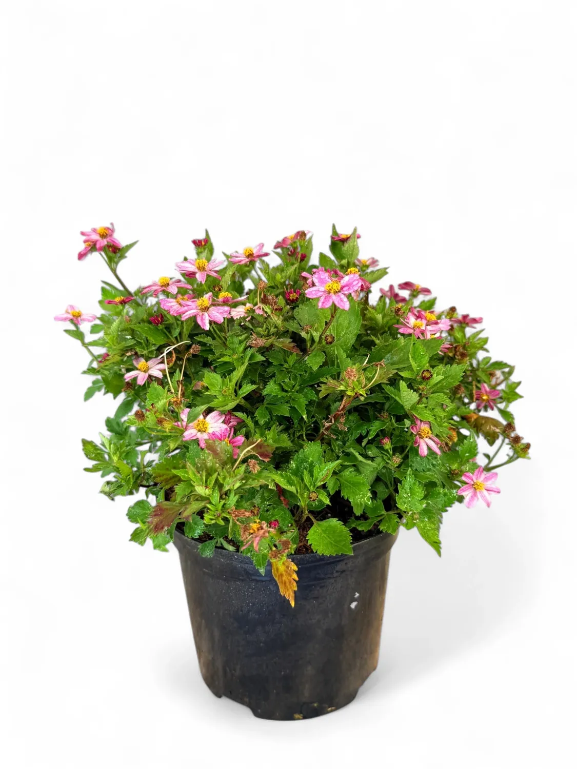 Bidens Ferulifolia &quot;Pretty In Pink&quot; 15cm Pot