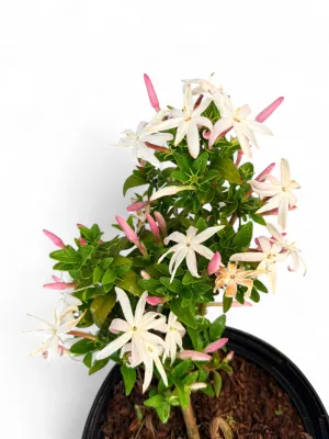 Jasminum Multipartitum "African Jasmine" 15cmPot