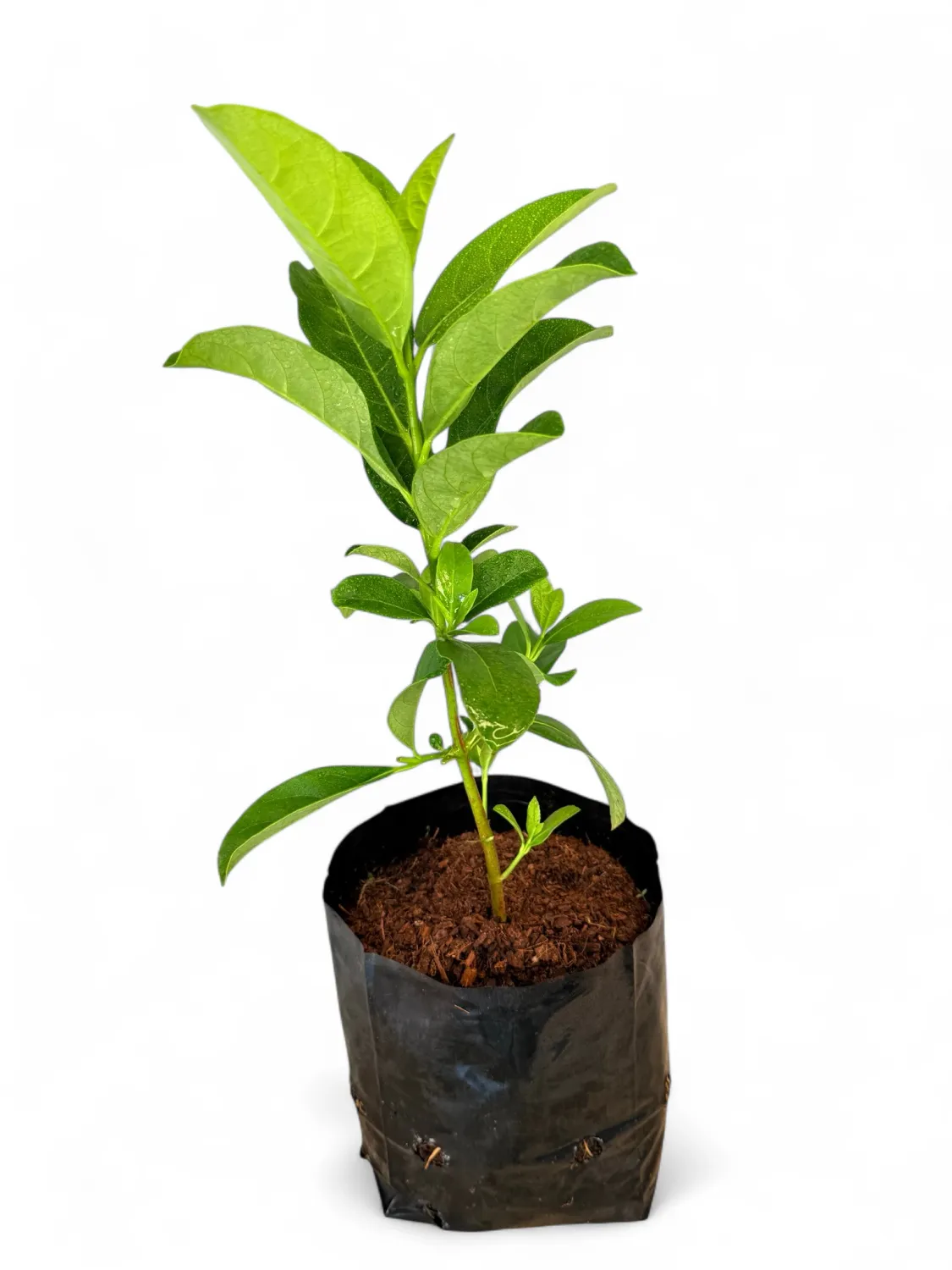 Viburnum Sinensis 4 liter