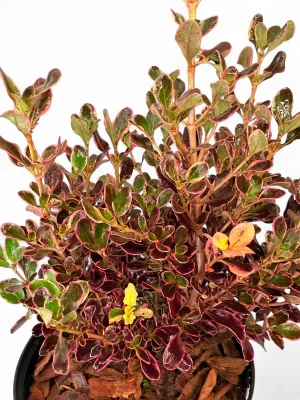 Coprosma Repens "Pacific Sunrise Mirror Plant" 17cmPot