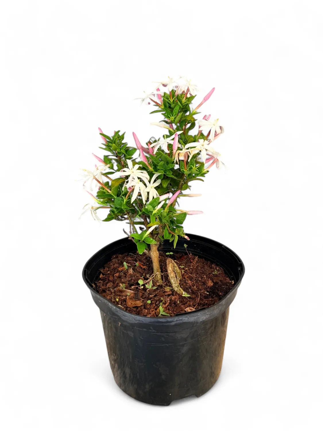 Jasminum multipartitum 15cm Pot