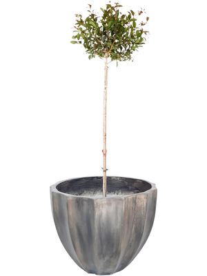 Godiva Pot Large Weathered Grey Finish - H420mm x W550mm - 17kg