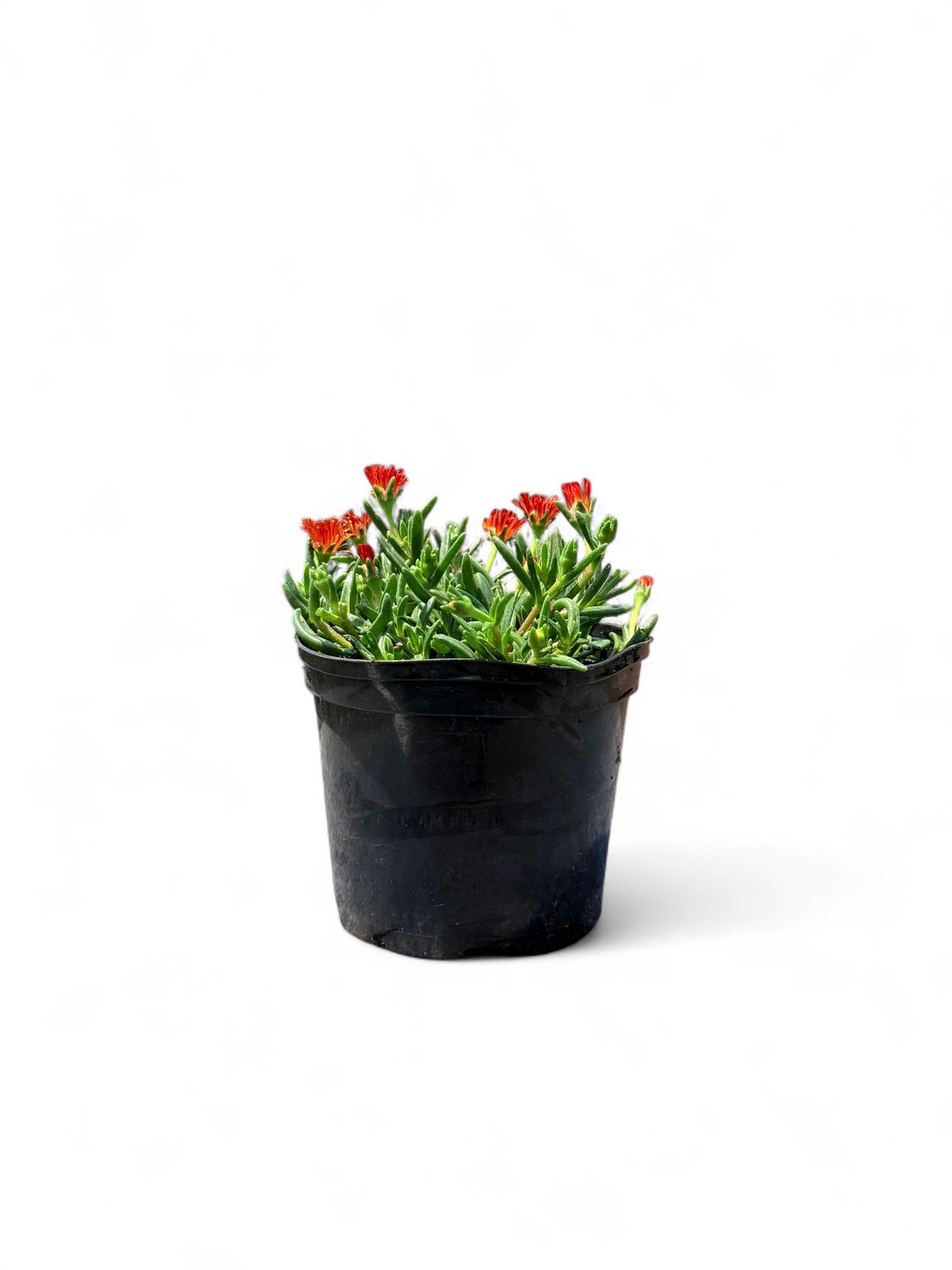 Delosperma Wheels of Wonder &quot;Orange&quot; 15cm Pot