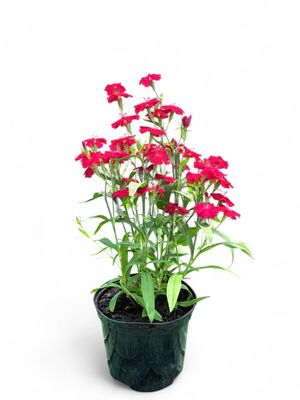 Dianthus &quot;Red&quot; 15cm Pot