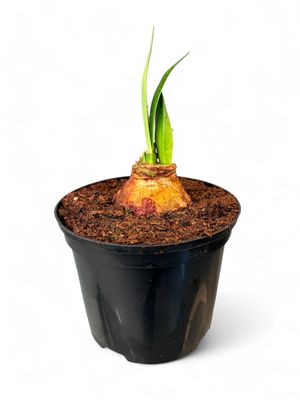 Amaryllis Hippeastrum Hybrid &quot;Blushing Bride&quot; 15cm Pot