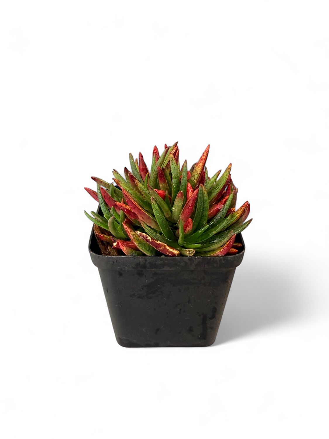 Crassula Schmidtii 8cm Pot