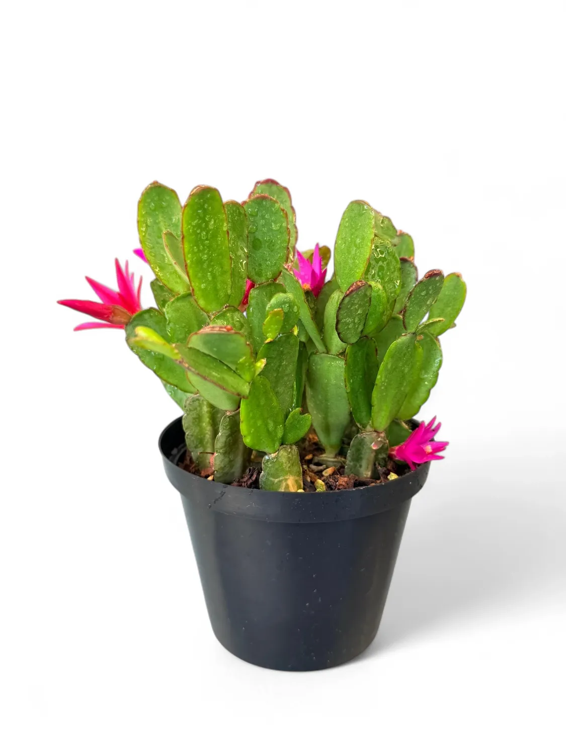 Zygo Cactus &quot;Schlumbergera&quot;  (Christmas Cactus ) Mixed 12cm Pot