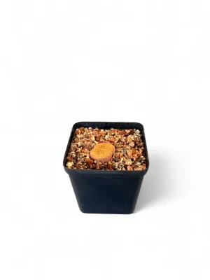 Lithops &quot;Living Stones&quot; 8cm Pot