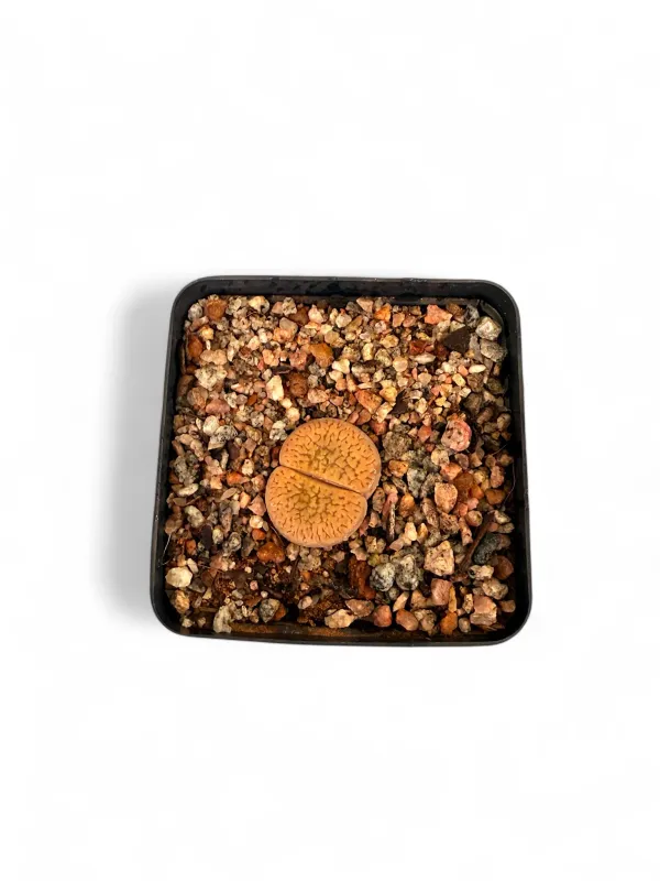 Lithops "Living Stones" Assorted 8cmPot