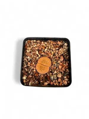 Lithops "Living Stones" Assorted 8cmPot
