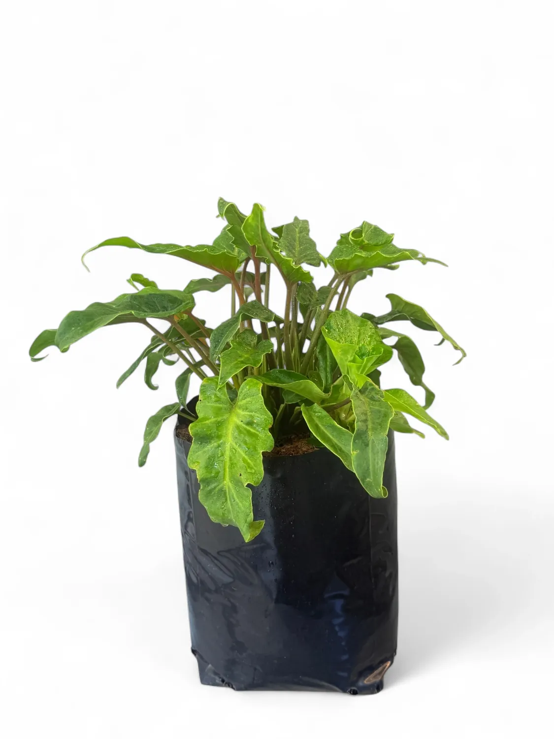 Philodendron Xanadu 10L