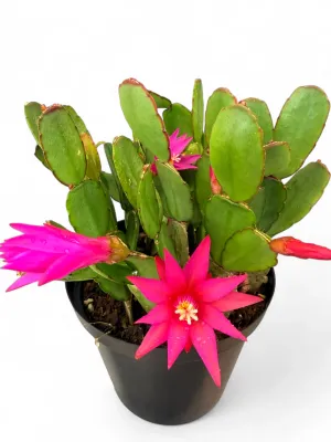 Schlumbergera Zygo Cactus "Christmas Cactus" 12cmPot