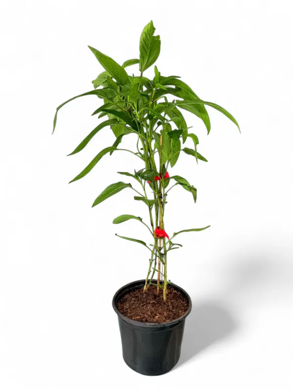 Papino Melon &quot;Exotic Fruit&quot; 17cm Pot