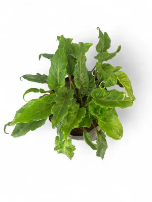 Philodendron Xanadu "Compact Tree Philodendron" 10Liter