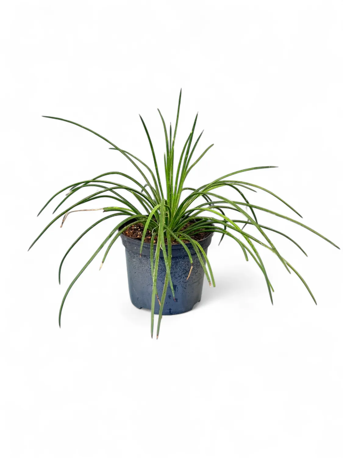 Agave Geminiflora 15cm Pot