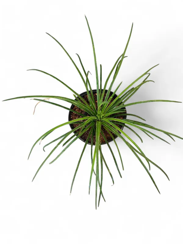 Agave Geminiflora "Thread Agave" 15cmPot