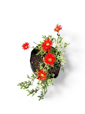 Delosperma Cooperi  "Red Vygie"  3Liter