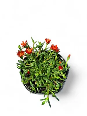 Delosperma "Wheels of Wonder Orange" 15cmPot