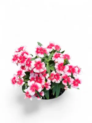 Dianthus Chinensis "Pink &amp; White" 15cmPot