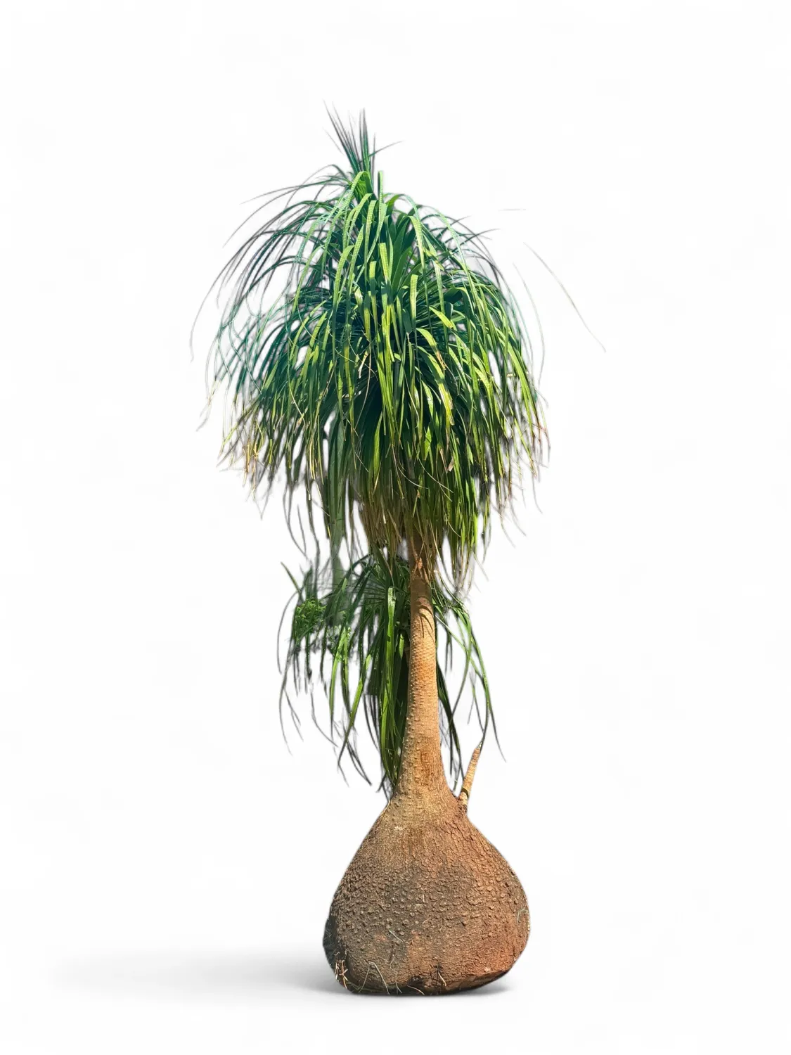 Beaucarnea Recurvata &quot;Ponytail Palm&quot; Large Palms 100 liters