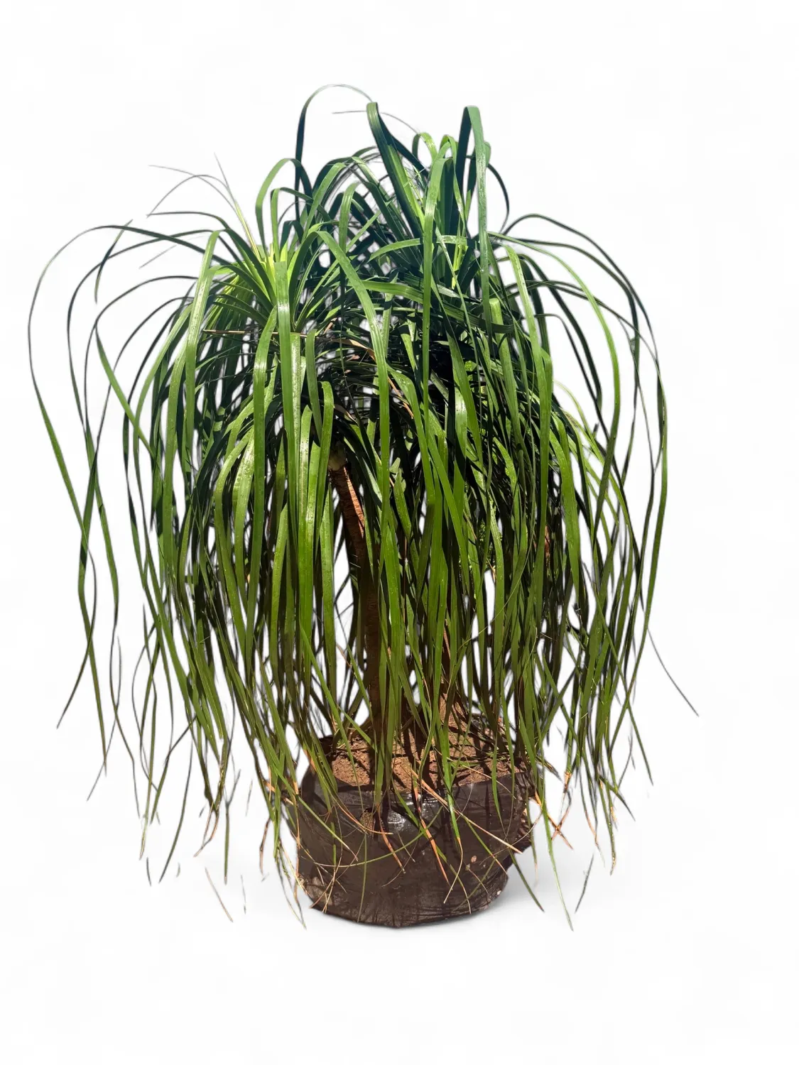 Beaucarnea Recurvata &quot;Ponytail Palm&quot; Large Palms 50 liters